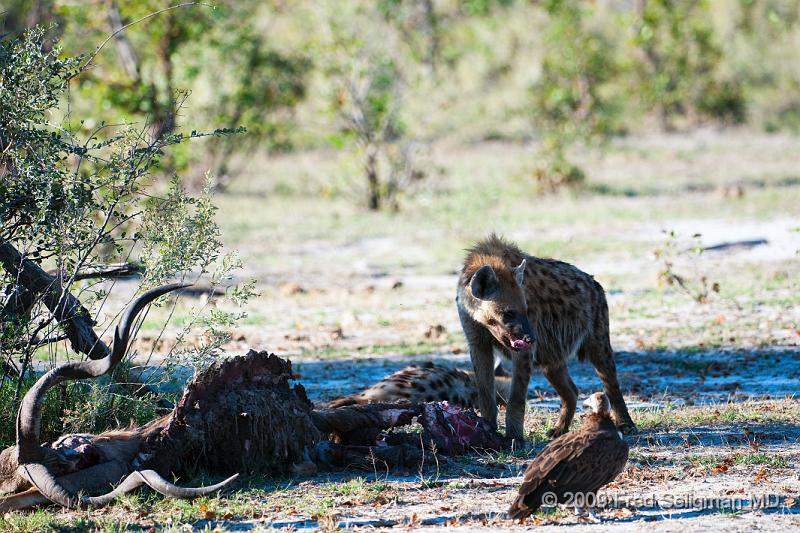 20090617_172336 D300 (6) X1.jpg - Hyena Feeding Frenzy, Part 2.  This brave vulture is having a direct confrontation with the hyena